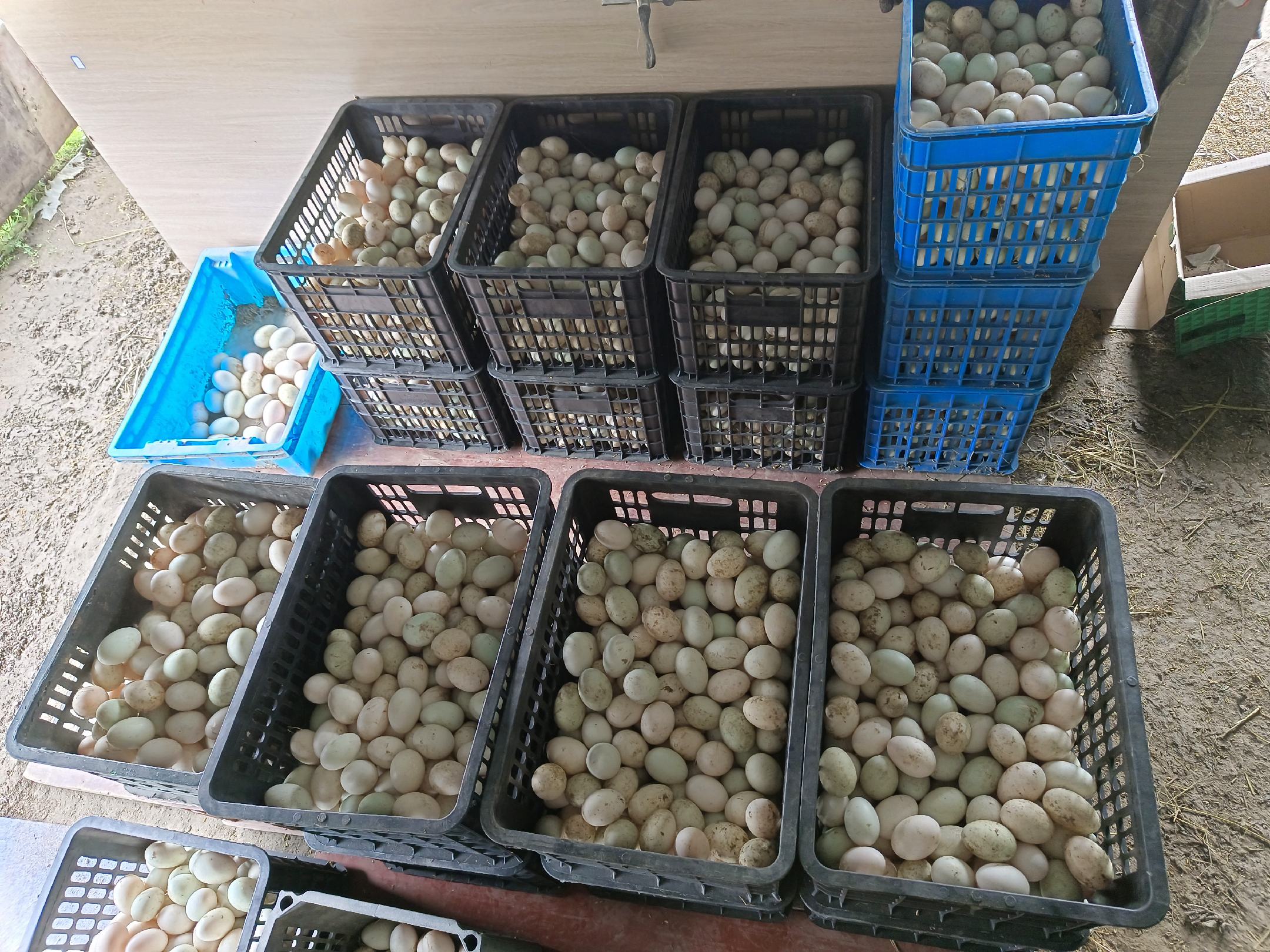 野鸭蛋深加工产品展示台