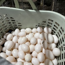 新鲜鸽子蛋，2.6元一个，每月几万个