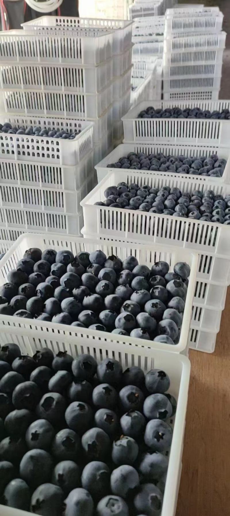 山东蓝莓莱克西蓝莓产地现货一手货源保质保量色泽美