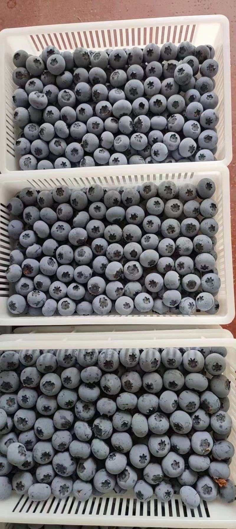 山东蓝莓莱克西蓝莓产地现货一手货源保质保量色泽美