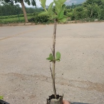 金银花营养杯苗，产地直发，保成活率。