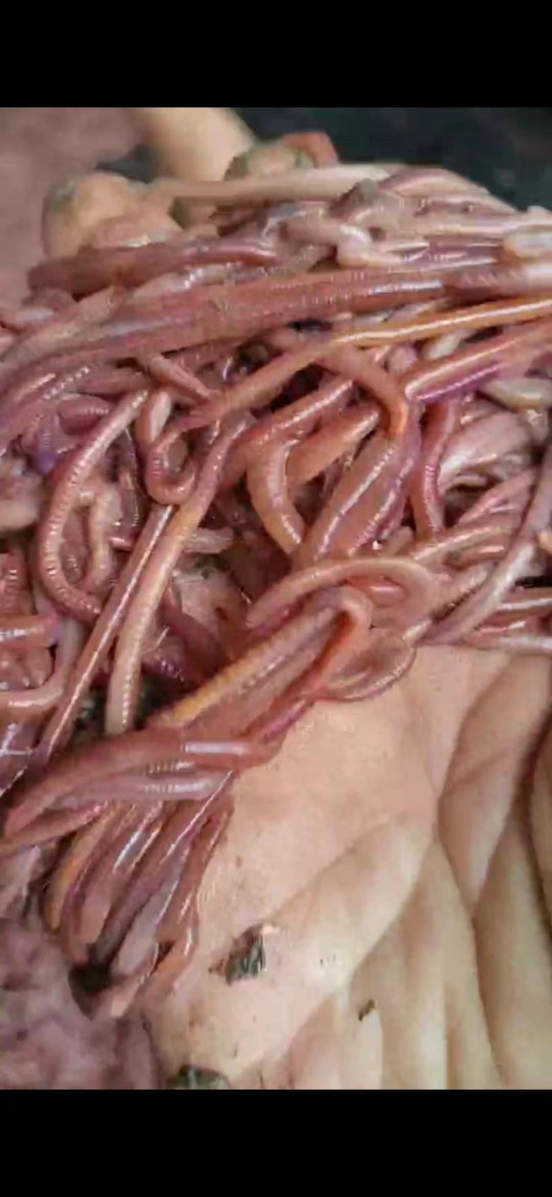 大平二号蚯蚓,品质优良