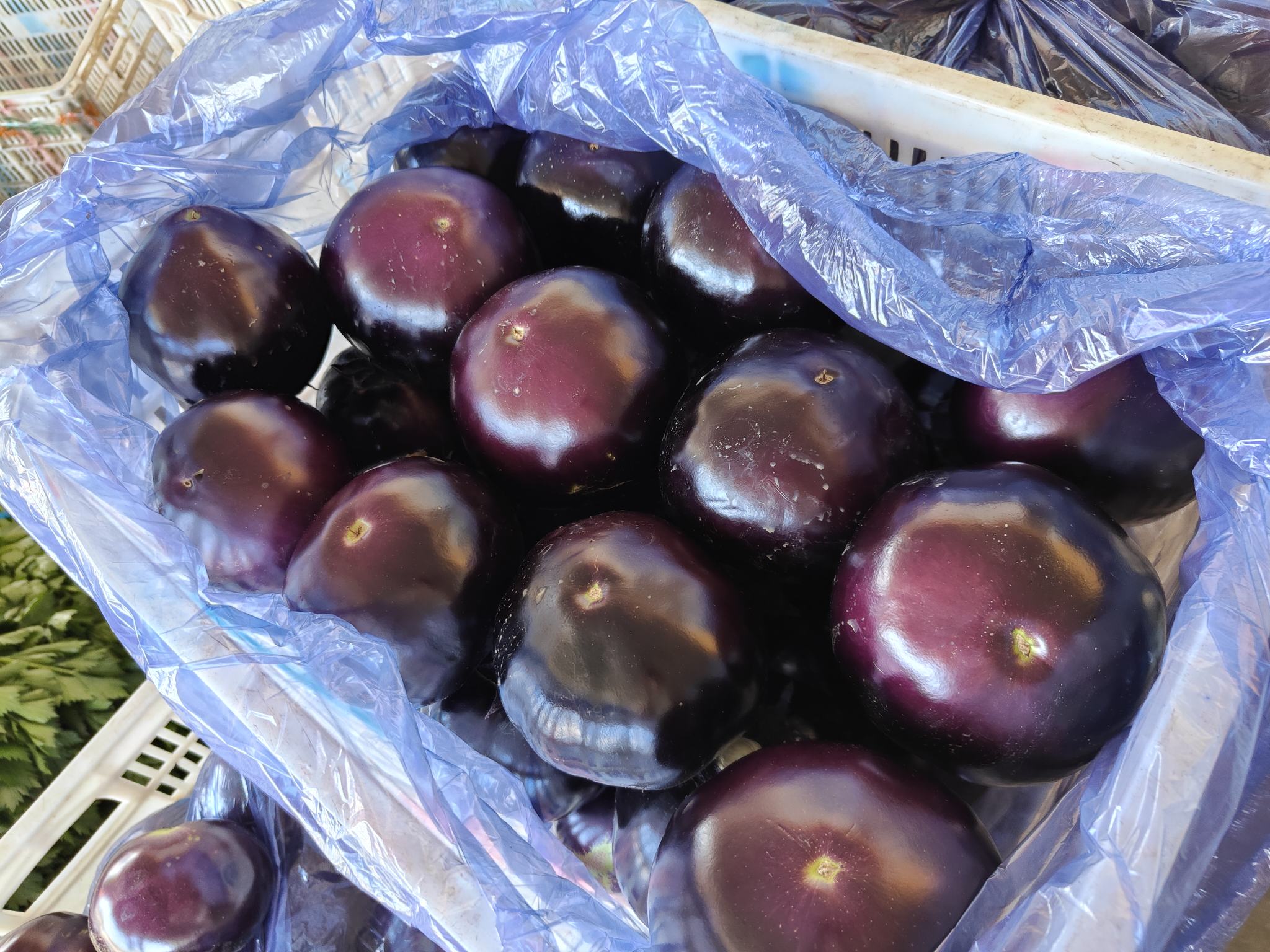 茄子保鲜对比图