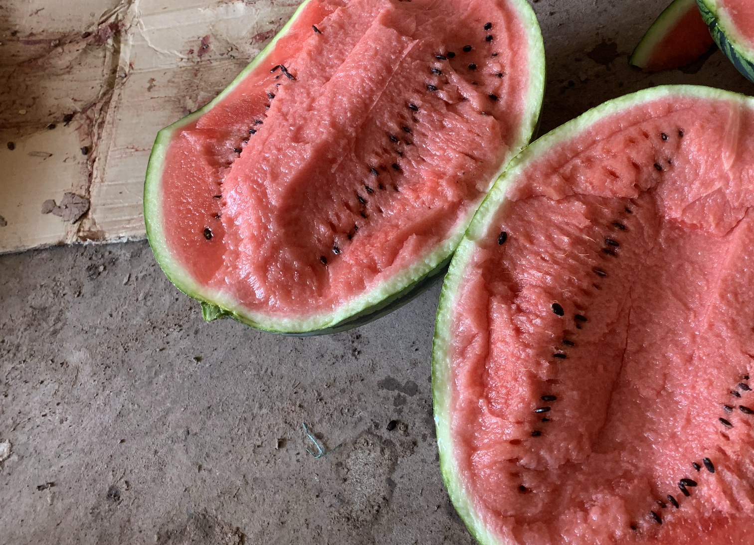 甜王西瓜横切图展示瓜把与瓜头位置