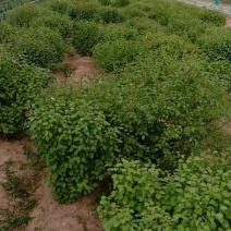 大墩榆叶榆高一米五，树冠一米
