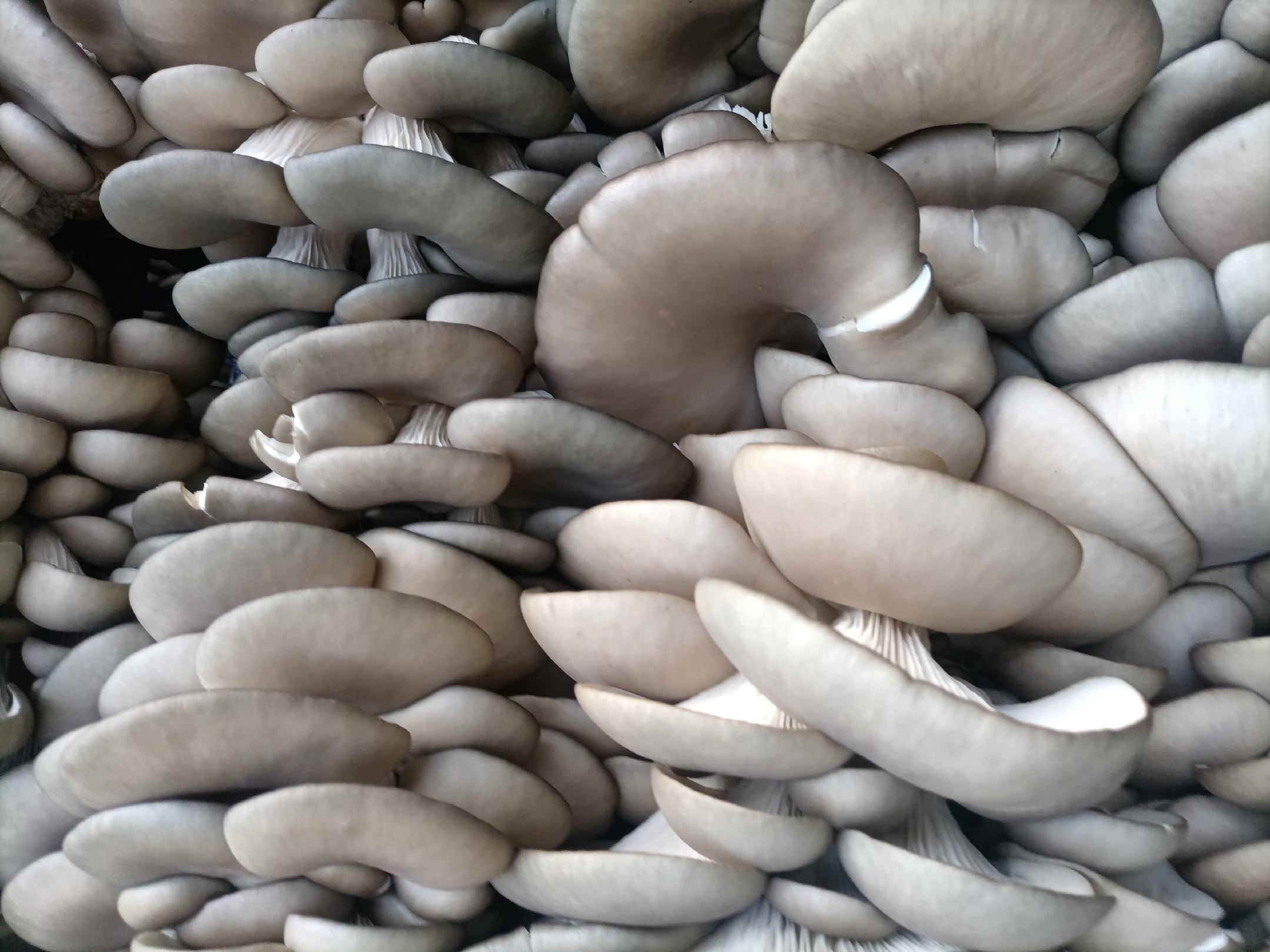 平菇营养成分分析图表