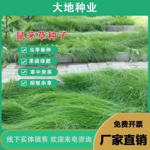 鼠茅草种子果园树林绿肥鼠矛毛草籽四季可种草籽包出芽