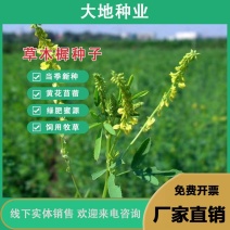 草木犀种子，绿肥黄花苜蓿猪牛羊草木樨耐旱耐热护坡蜜源