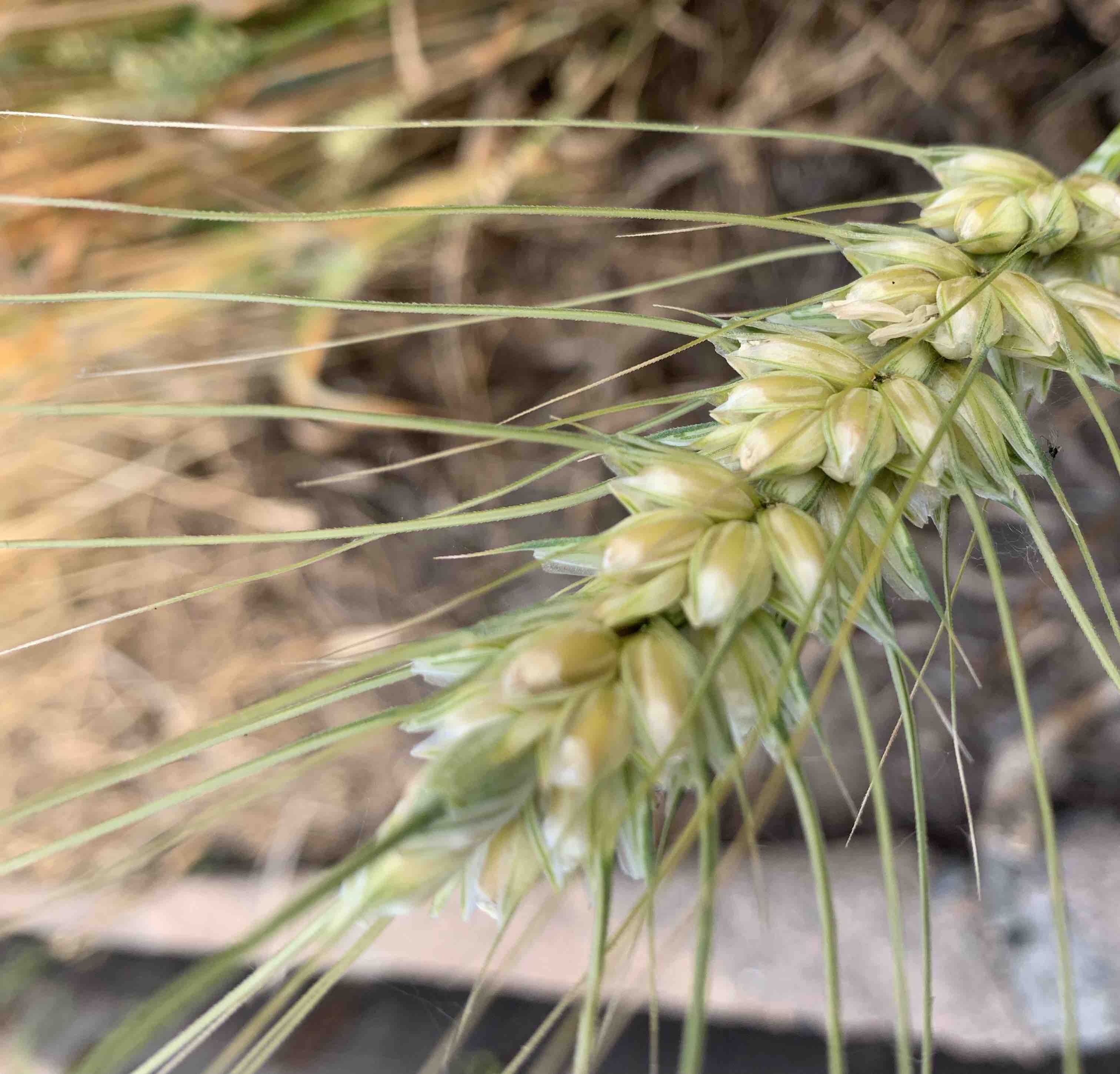 长芒稗植株整体形态