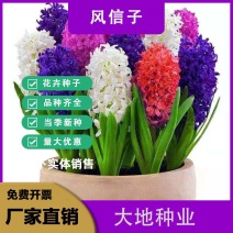 进口风信子种球水培套装室内外阳台桌面秋冬水养花卉盆栽植物