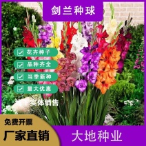 剑兰种球多年生耐寒花根花苗唐菖蒲花卉种子开花植物绿植