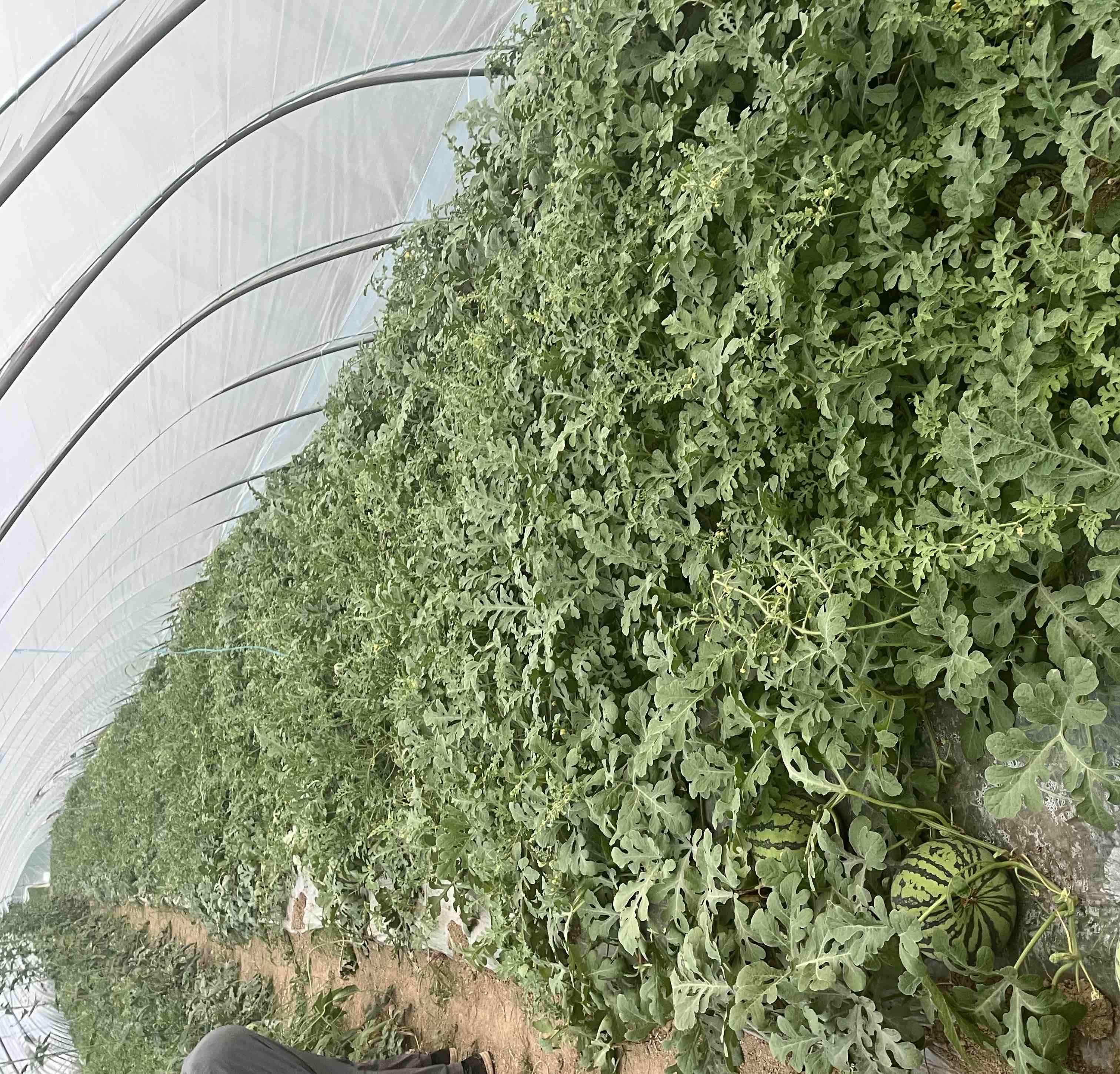 现代西瓜育种实验室场景，科研人员正在显微镜下观察西瓜染色体样本，旁边放置三倍体与二倍体西瓜对比标本