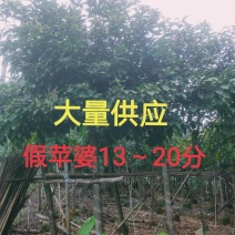 假苹婆13～20公分