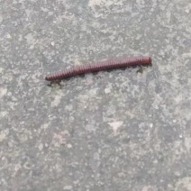 千足虫