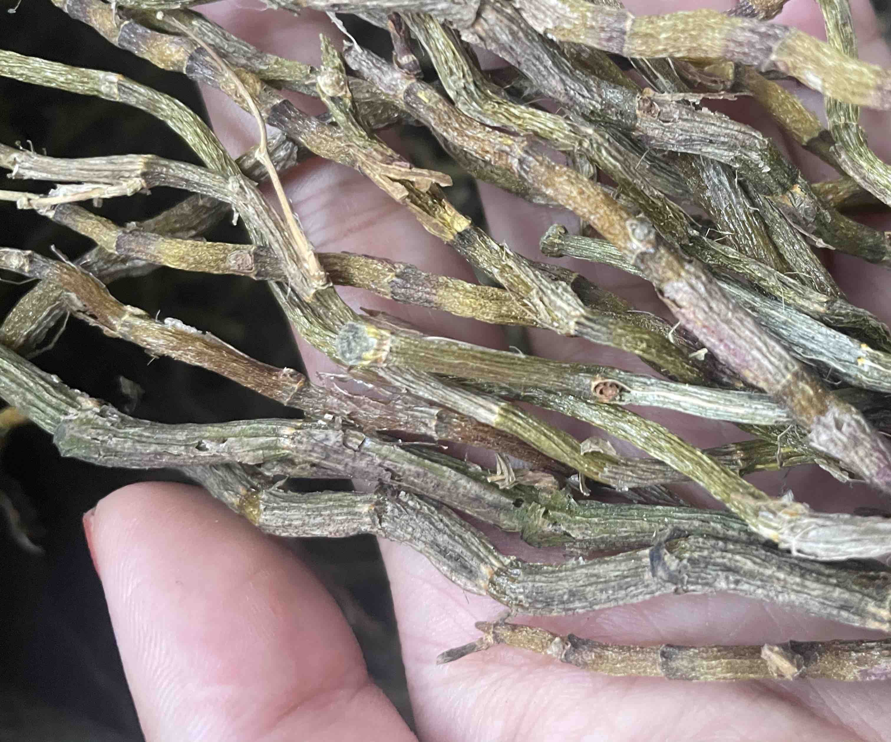 特写摄影:左上角为‘雁荡山铁皮石斛’国家地理标志专用标志(红色GI徽章+二维码);右下角为第三方检测报告(SGS出具),重点圈出‘总多糖28.7%’、‘石斛碱0.012%’数据;中部为‘Wisconsin Ginseng’蓝色USDA地理标志标签,附带批次号WIS-2023-0876及皂苷总量6.8%检测值 地理标志认证标签与检测报告实物图