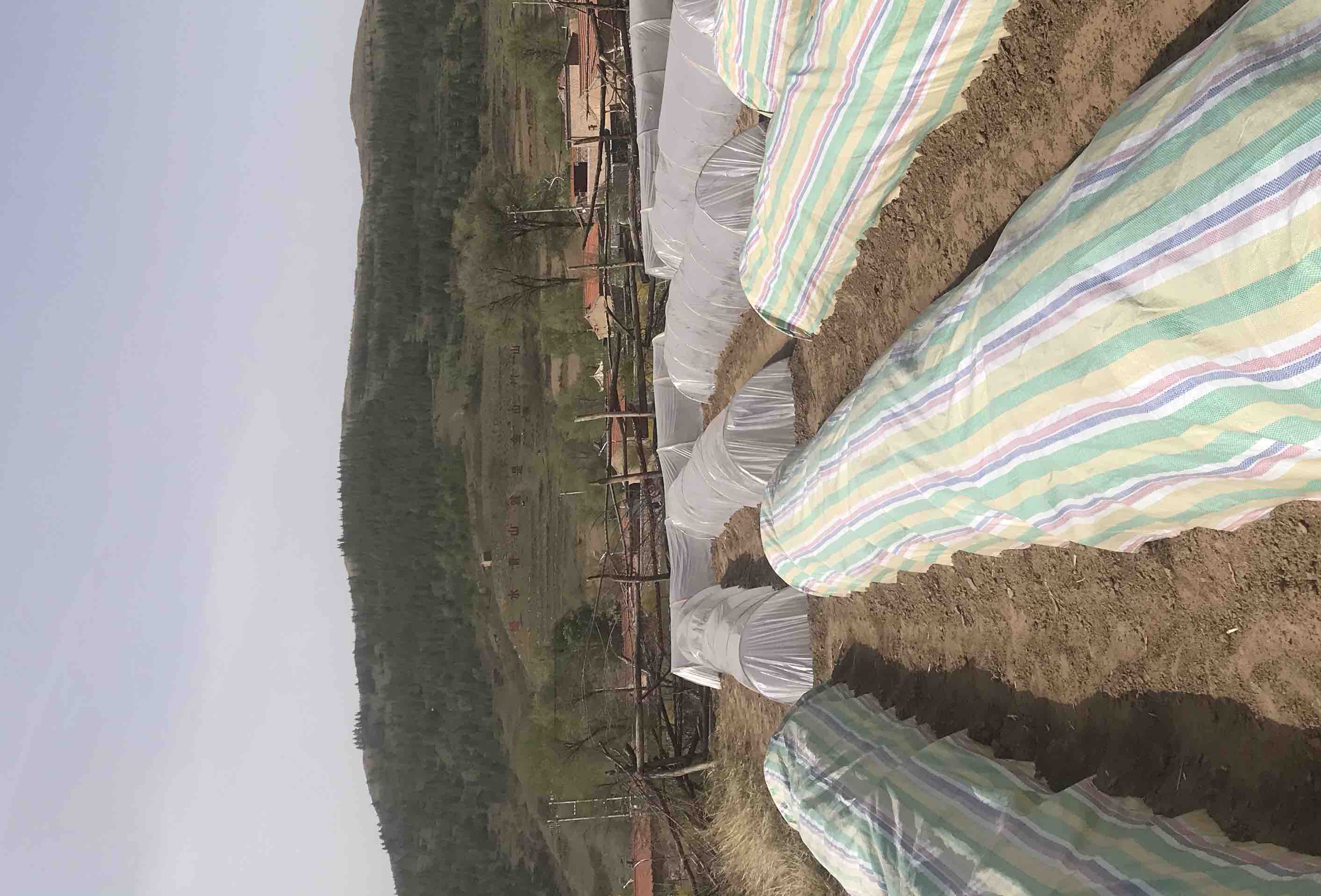 甘肃甘蓝种植基地实景图