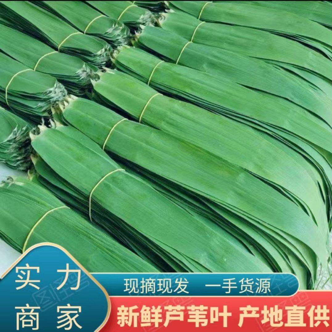 [苇叶批发]安徽宿州泗县芦苇 2.60元/斤安徽芦苇叶粽叶新品， _ 一亩田