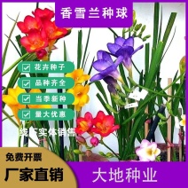 重瓣香雪兰小苍兰四季阳台盆栽晚香玉种子室内庭院多年生花卉