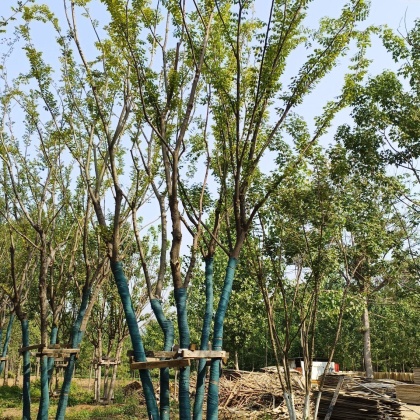 安徽合肥小叶朴树价格行情走势 - 一亩田