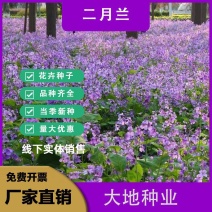 二月兰种子，二月兰花籽，多年生宿根花卉种子耐阴耐寒