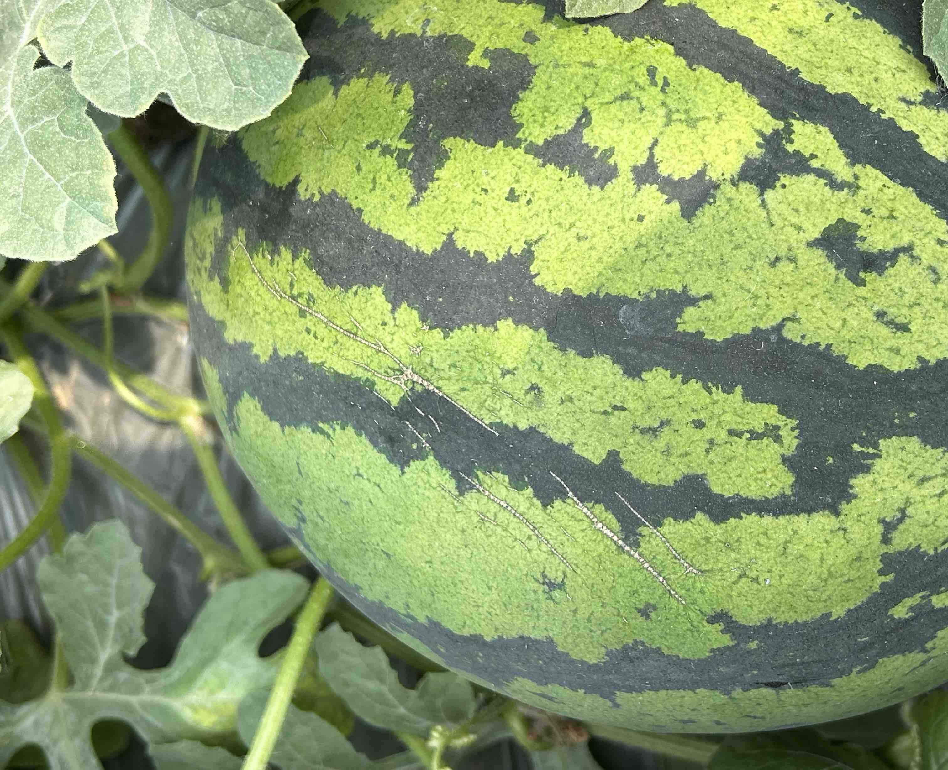 成熟的甜王西瓜特写,展示其鲜红果肉和绿色条纹果皮 甜王西瓜特写