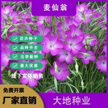 麦仙翁种子耐旱花海麦毒草花期长四季播种庭院景观花卉种