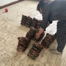 蜈蚣大中小有货。量大。