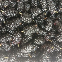 [标题]新鲜桑葚现摘无沙免洗泡水即食颗粒饱满孕妇泡酒