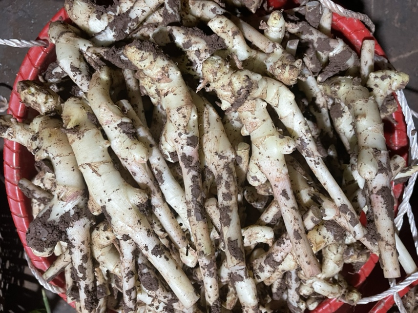子姜特写：带泥新鲜子姜块茎，表皮浅黄微粉，芽点清晰可见，切面乳白多汁，附带两片嫩绿姜叶