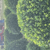 卫矛球