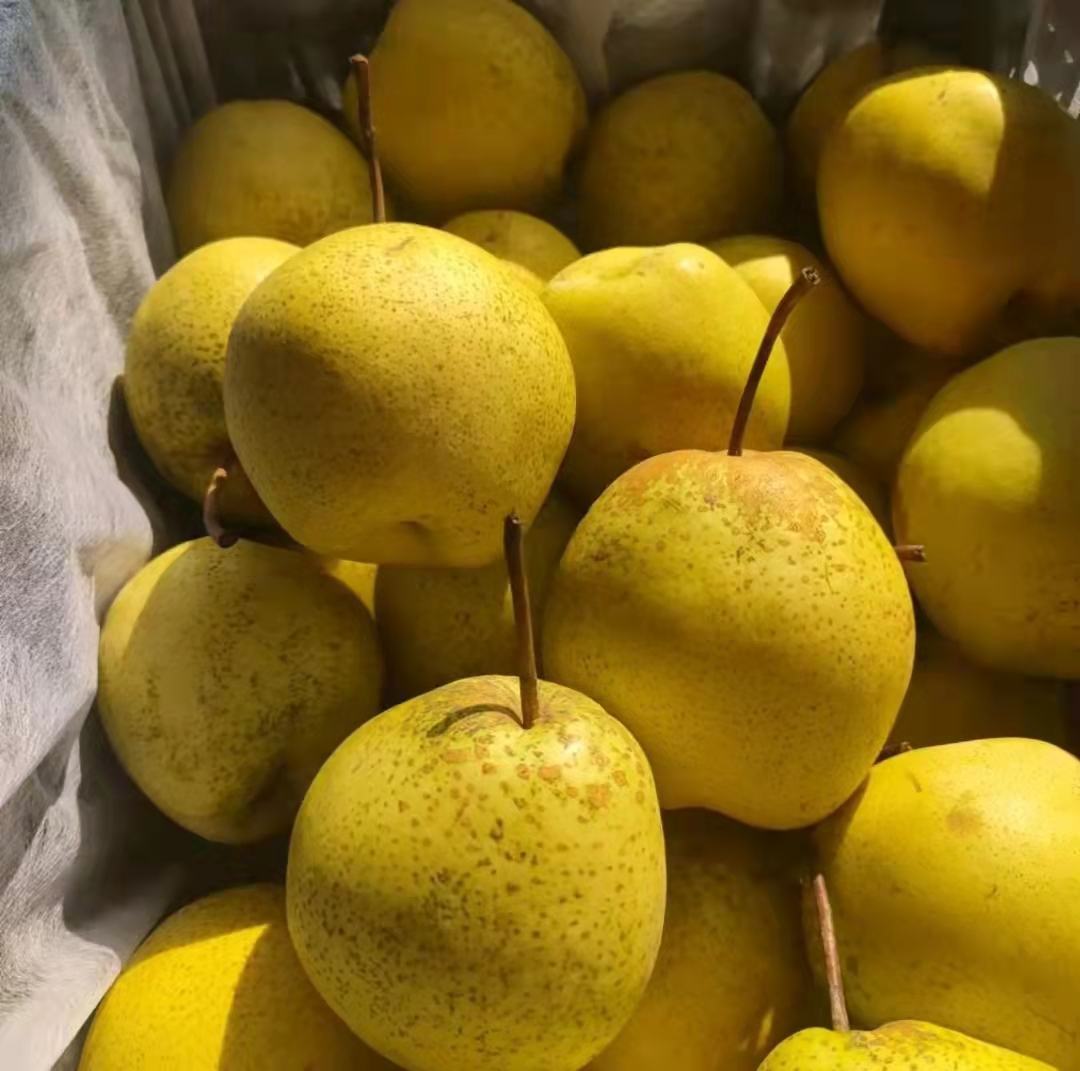 展示新鲜丰水梨的外观,果皮呈黄褐色,表面光滑 丰水梨整体外观图