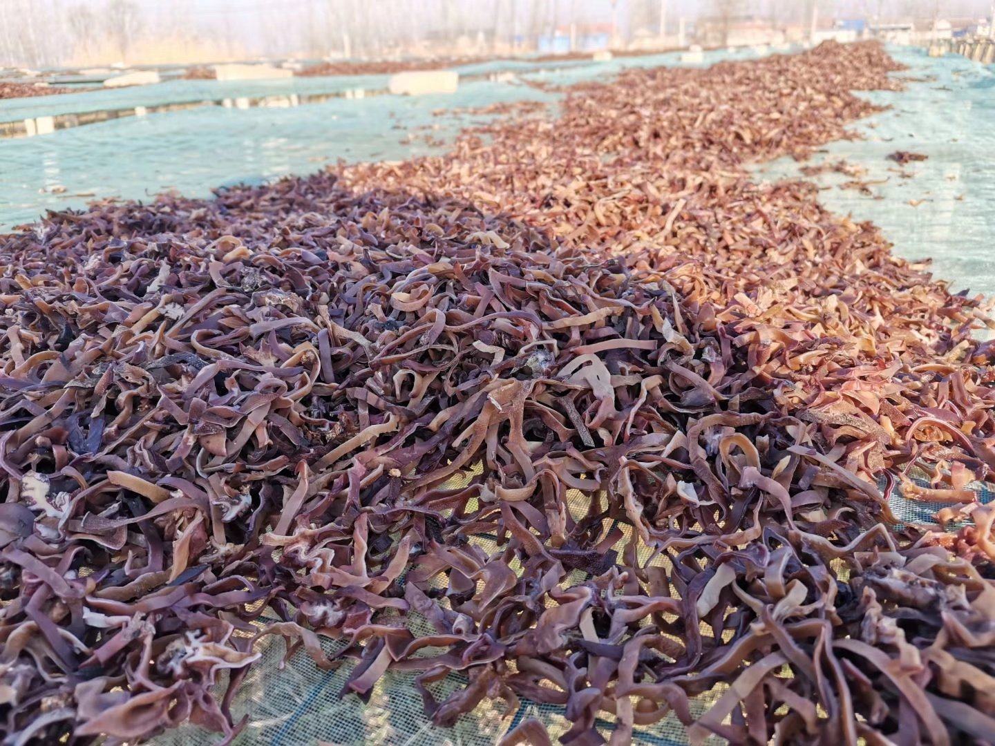 晾晒中的白背毛木耳