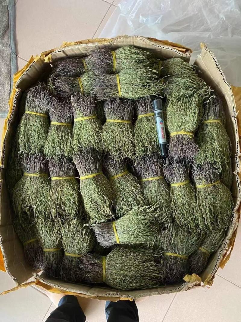 野生独脚金粤北韶关疳积草