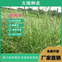 猫尾草种子，提摩西种子，龙猫兔子爱吃的草籽，多少生牧草