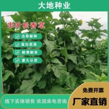 串叶松香草种子种子串叶松香草种子种子牲畜食用松香草