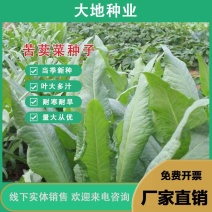 苦荬菜种子多年生牧草猪牛羊鸡鸭鹅苦麻菜苦麦菜苦买菜苦