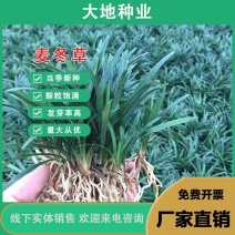 麦冬草种子，玉龙草种子，多年生宽叶矮化金边麦冬草籽批发
