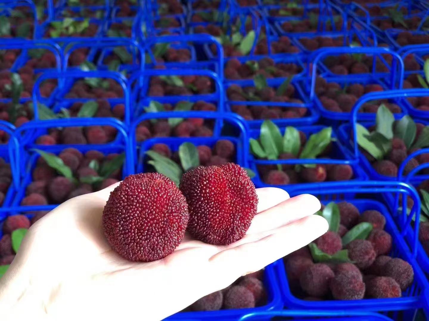 东魁杨梅果农采摘现场