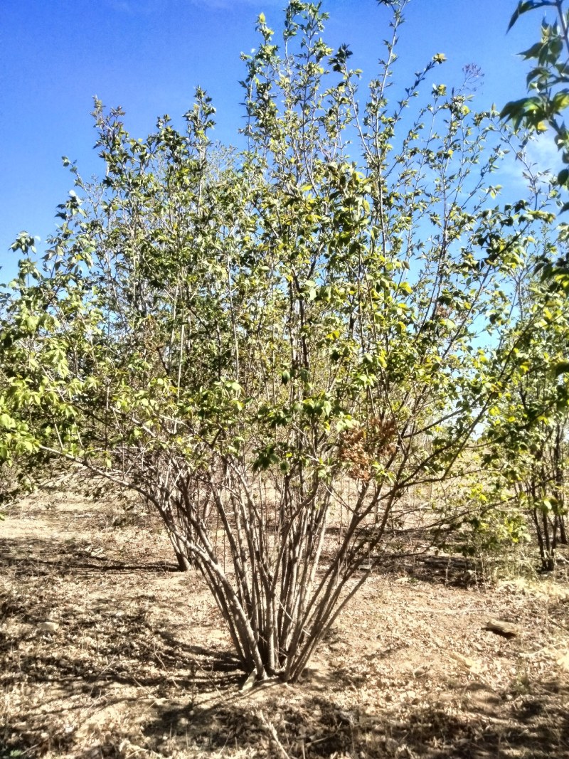 [丁香树批发]辽宁锦州义县丁香树 200.00元/棵辽宁锦州精品 _ 一亩田