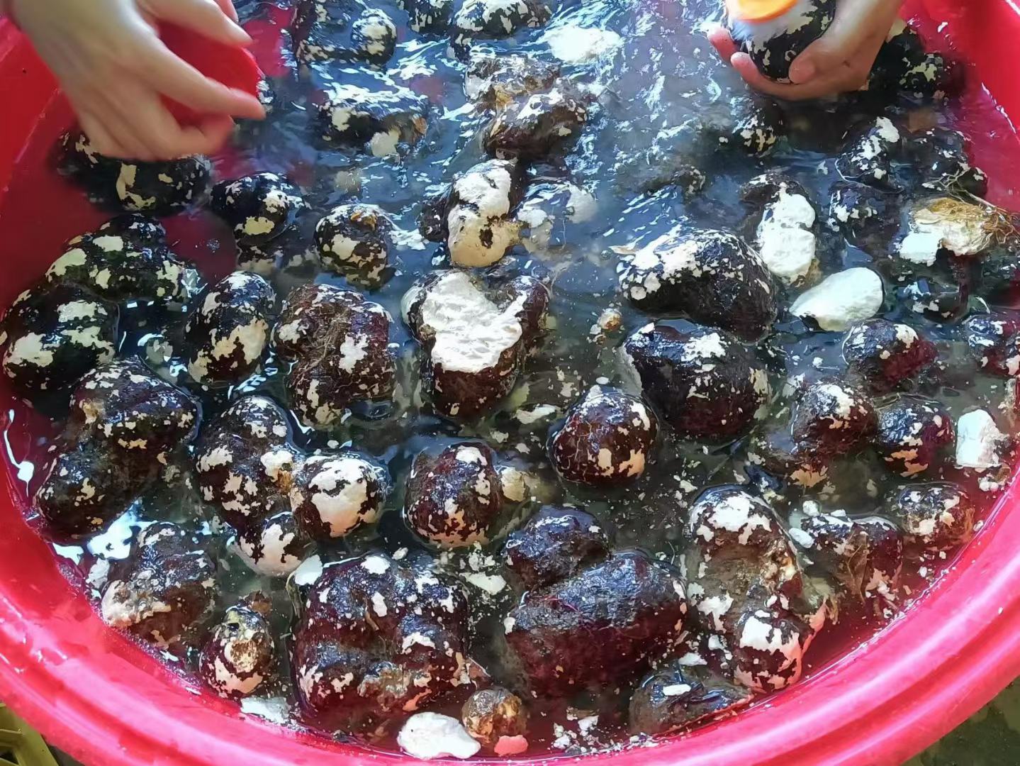 羊肚菌与虎奶菌的泡发过程