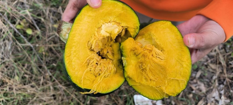 一个被横向切开的板栗南瓜,露出金黄色的瓜肉和细腻的纤维结构,瓜瓤清晰可见,旁边摆放一把不锈钢勺子,背景为白色瓷砖厨房台面,光线明亮 板栗南瓜切面展示
