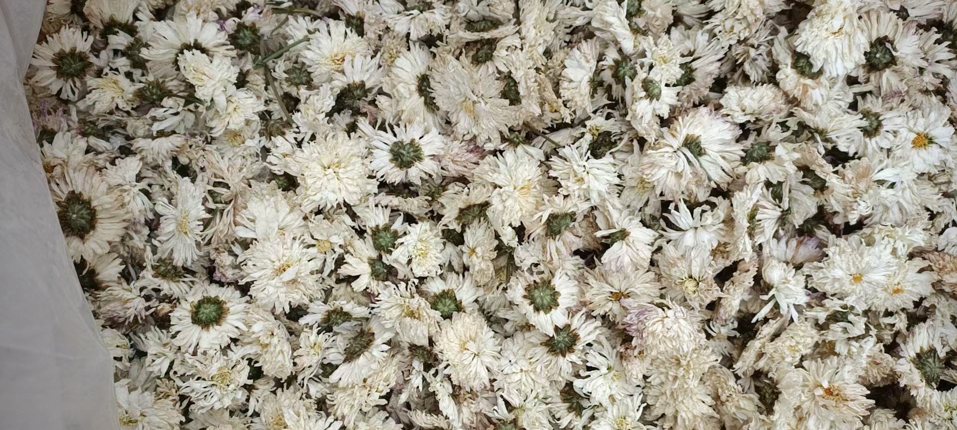 贡菊花采摘后进入干燥加工环节,采用低温烘干技术保留有效成分 贡菊花干燥加工过程
