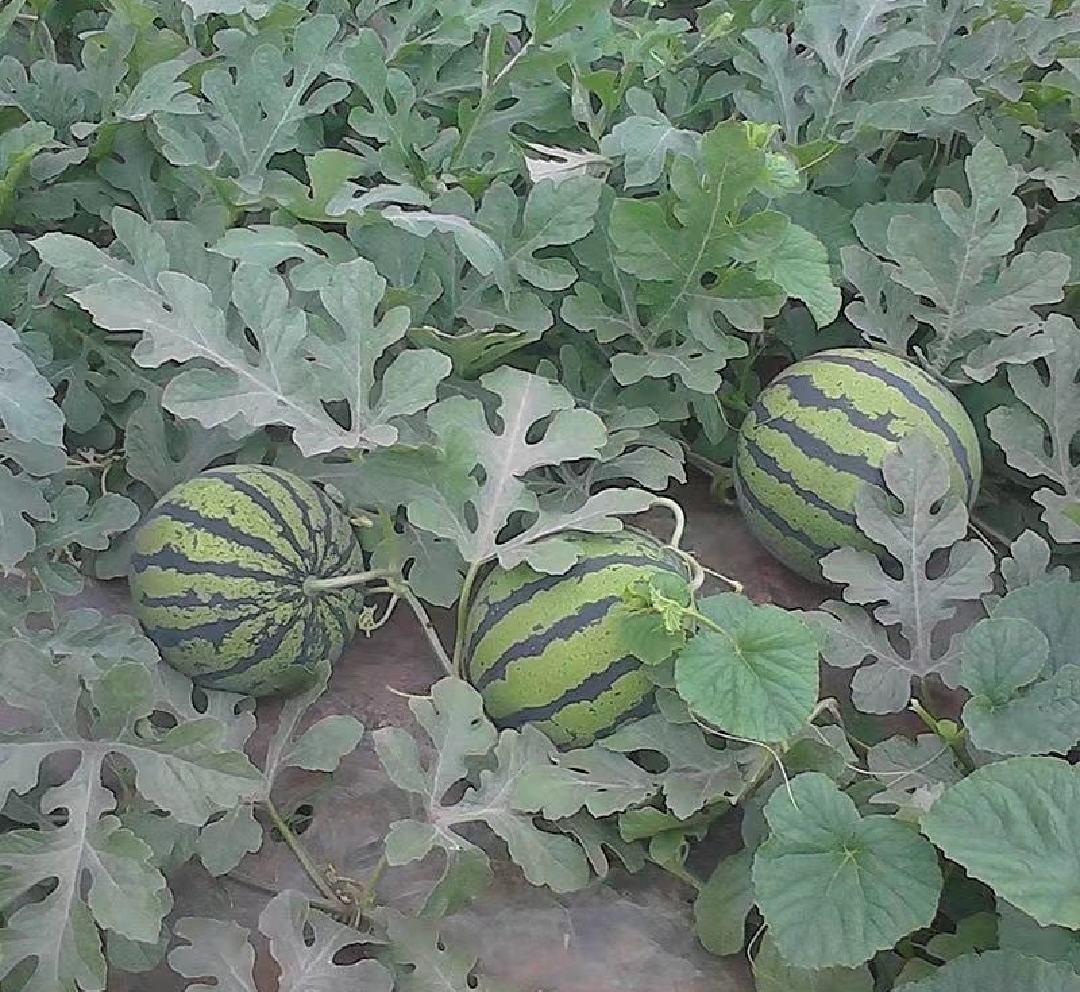 朱家尖瓜农在清晨采摘成熟的8424西瓜，田间堆满翠绿条纹的圆形西瓜，背景为舟山群岛特有的滨海农田地貌