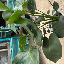 大龟背竹阳台绿植室内植物
