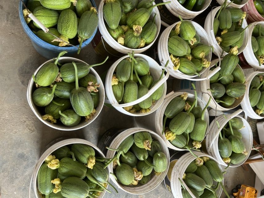 高清微距摄影:新鲜采摘的丝瓜(Luffa cylindrica)去皮切滚刀块,表皮柔韧无纤维老化;番茄(Solanum lycopersicum)选用成熟度达8–9成的粉红品种,果肉饱满多汁,籽粒清晰可见,二者色泽对比鲜明,体现食材本真状态 番茄与丝瓜切片并置特写,新鲜翠绿丝瓜段与鲜红多汁番茄块交错摆放于竹制砧板上,表面带自然水珠,背景虚化浅色厨房台面
