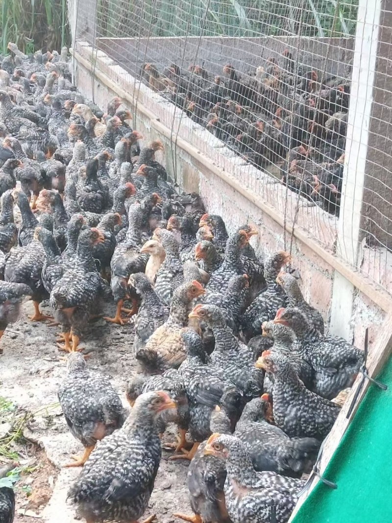 芦花阉鸡1斤5重,12块一只,健康漂亮