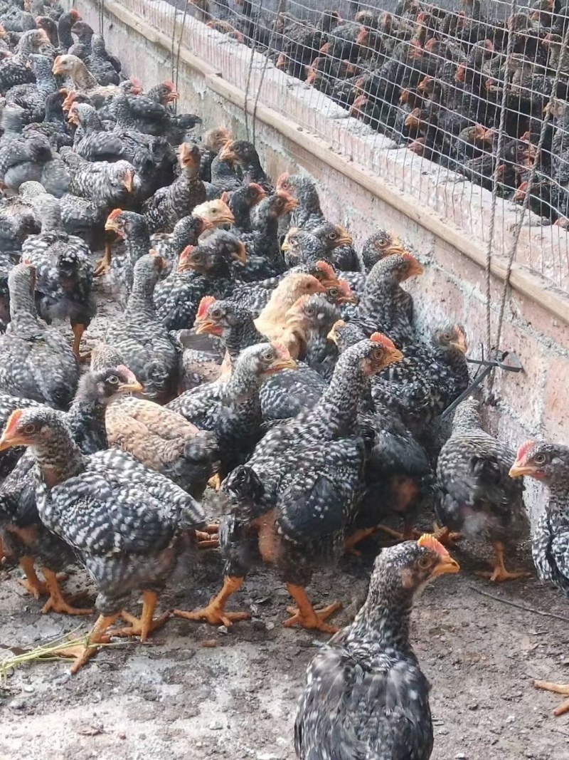 芦花阉鸡1斤5重,12块一只,健康漂亮