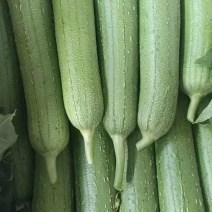 【牛商推荐】香丝瓜江苏专业代办，货源充足，批量发货