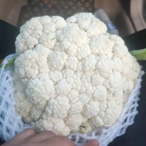 河北松花菜/精品有机花菜/基地一手货源大量供应全国代发