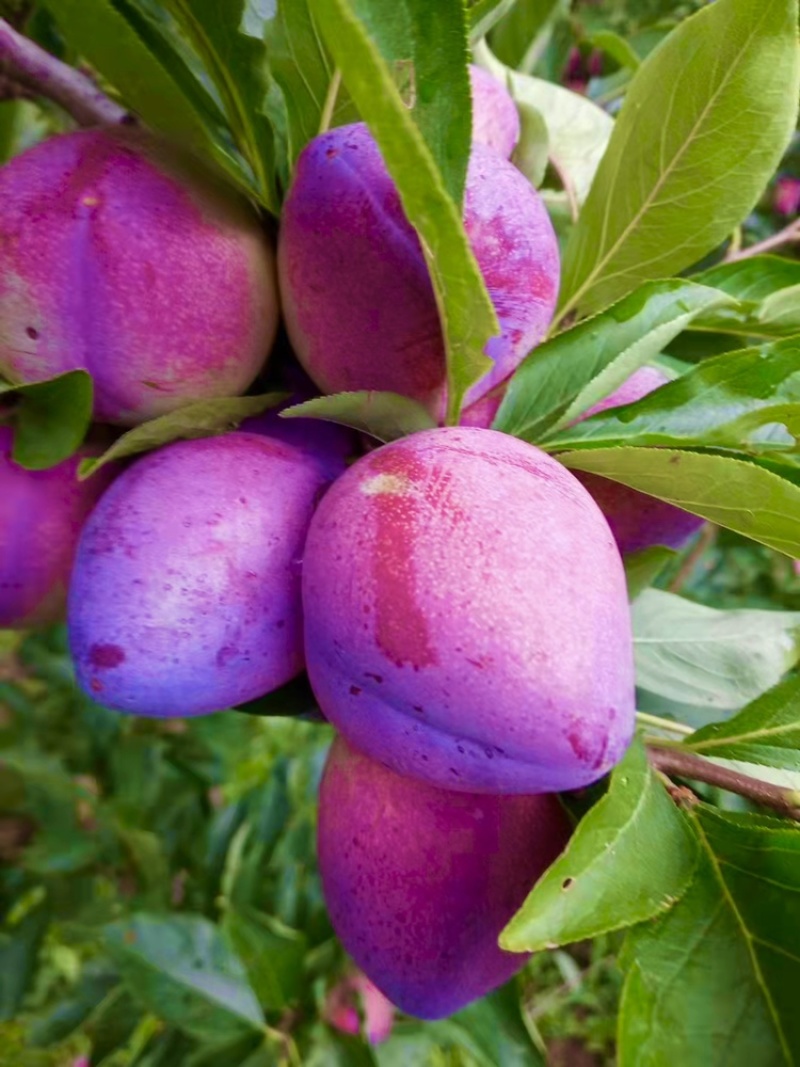 吉林辽源东丰县李子 3